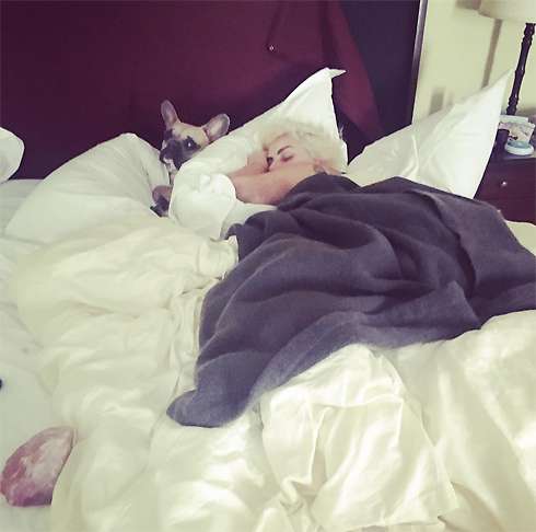 Пока Гага спит со своим французским бульдогом