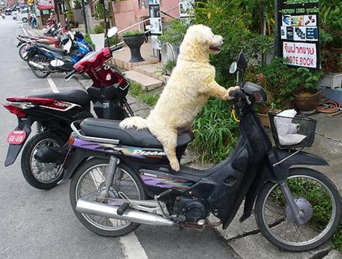 Записки тайской мамочки: «Цены на жилье в Таиланде растут из-за русских»