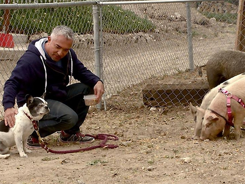 Цезарь Миллан обвиняется в жестоком обращении с животными