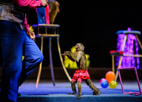 Если у вас дома живет обезьяна