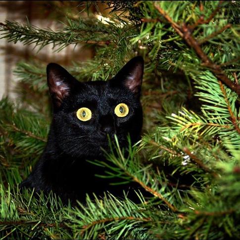 Когда приходит год молодой