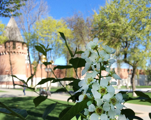 За самоваром и пряниками: чем заняться в Тульском кремле