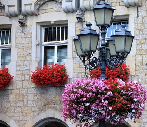 5 причин поставить на подоконник герань