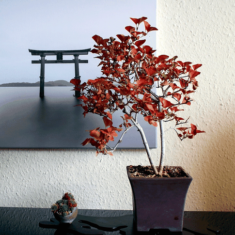 Цветы, которые опасно держать в квартире