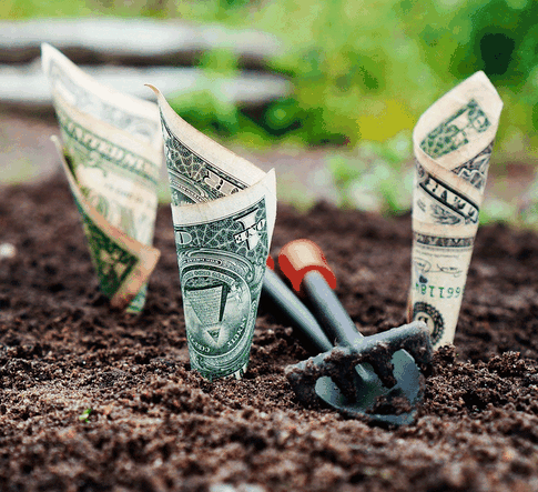 Секреты ухода за «долларовым» деревом, или почему оно не цветет