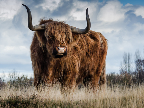 В «хвосте года» Быка: кому достанется вся удача этого периода