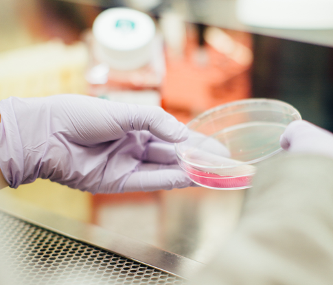 Высоко заразен и устойчив к антителам: чего ждать от штамма Лямба