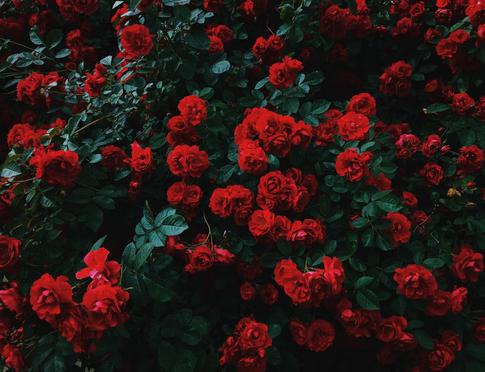 Миллион алых роз: как вырастить королевский цветок на даче