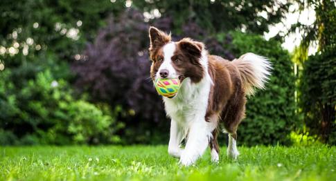 Собака-гуляка: как подготовить питомца к поездке на дачу