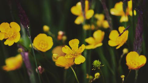 Ядовитые растения на вашем участке, которые вы часто игнорируете