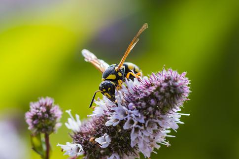 Дачные насекомые, которые могут быть очень опасны для ваших детей