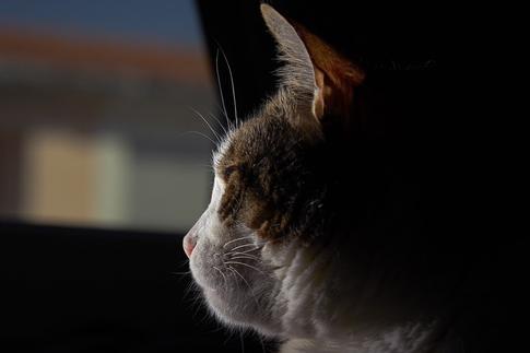 Антисанитарные условия: россиянка завела в квартире более 65 кошек