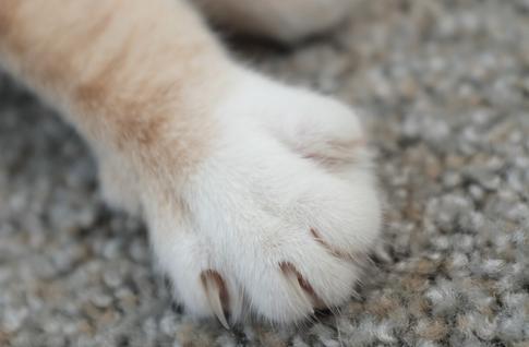 Домашняя кошка напала на 9-летнюю девочку: ребенка увезли в больницу