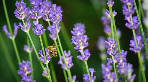 Лаванда: как вырастить ее из семян и зачем это делать прямо сейчас