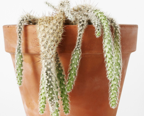 У мужчины растут живот и грудь, а либидо падает — бегом к эндокринологу