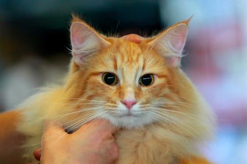 Ученые теперь могут сканировать мозг кошек с помощью специальных шапочек