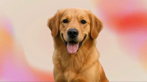 Собачья работа: самые необычные профессии питомцев — от снятия тревоги до поиска трюфелей