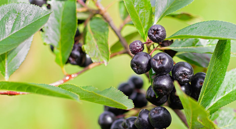 Для давления и иммунитета: черноплодная рябина на зиму, проверенные рецепты заготовок