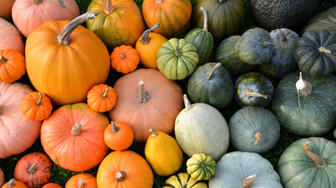 Ты моя тыковка: 5 интересных рецептов от шеф-повара с главным осенним овощем