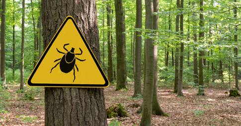 Опасные паразиты: 5 способов защититься от клещей и почему это важно