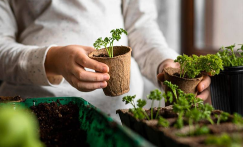 И никакой химии: как защитить участок от вредителей, 5 работающих простых способов