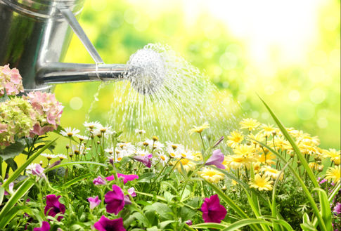 Во саду ли, в огороде: 5 секретов полива для щедрого урожая