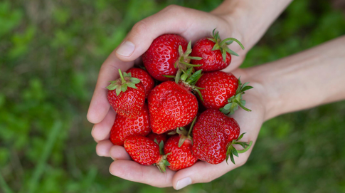 Как ухаживать за клубникой, чтобы поскорее получить урожай: 5 советов бывалого садовода