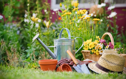 Без сорняков и вредителей: как ухаживать за растениями на даче в начале июня