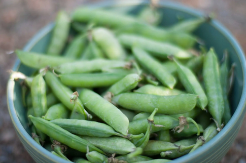 Два горошка на ложку: 5 интересных рецептов от шеф-повара со свежими горохом и бобами