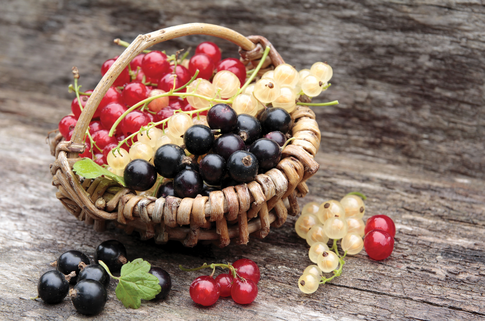 Красная и черная смородина: заготовки впрок, которые выручат зимой