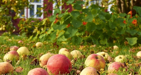 Как обезопасить сад и огород от осенних вредителей: 5 советов эксперта