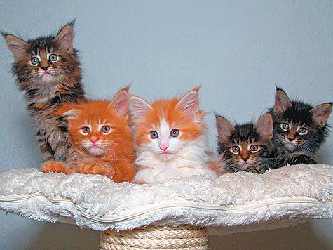 Кошачьи сказки