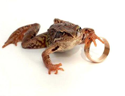 Жабий бунт против жен