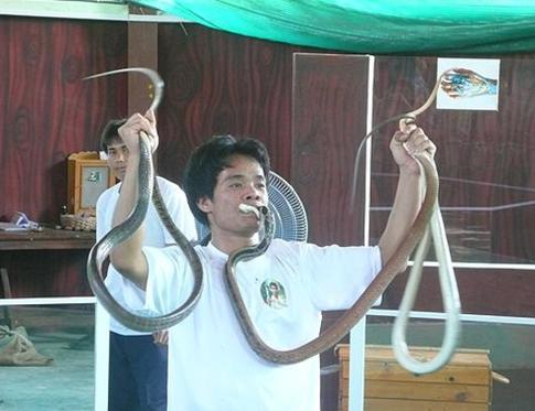 Записки тайской мамочки: «Меня поставила на ноги сушеная кобровая желчь»