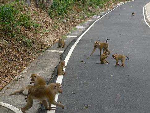Записки тайской мамочки: «На Горе Обезьян людям нужно быть осторожными»